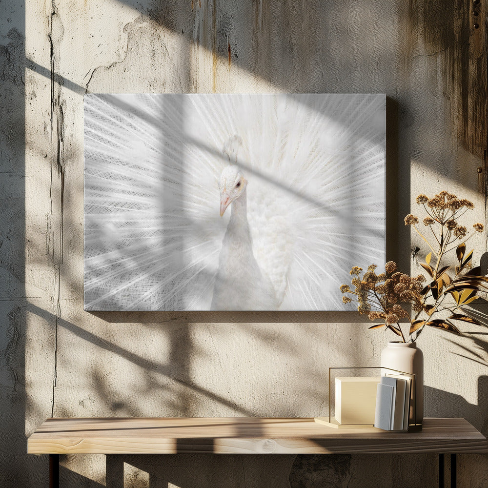 Splendid Whitie by Fegari | White Peacock Elegance, Large Canvas Wall Art Print | Artsy Earth