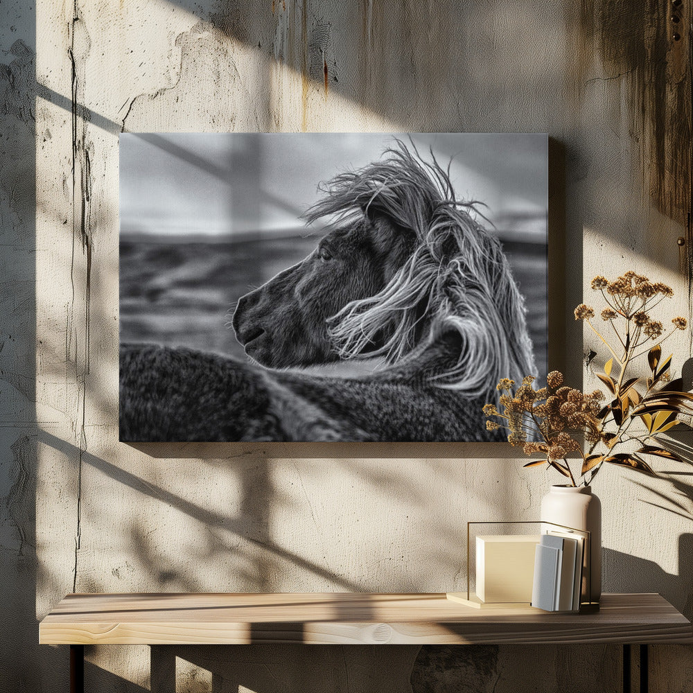 Glance Back by Sunny Ding | Icelandic Horse Portrait, Large Canvas Wall Art Print | Artsy Earth