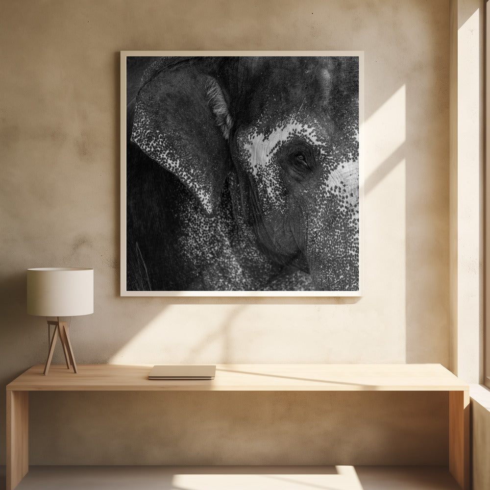 Love by Roni Kiperman | Elephant Eye Monochrome, Large Canvas Wall Art Print | Artsy Earth