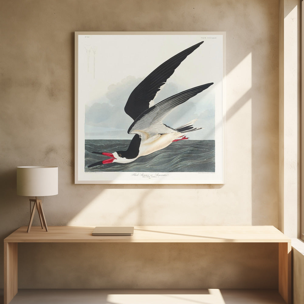 Black Skimmer Birds by John James Audubon | Vintage Bird Illustration, Large Canvas Wall Art Print | Artsy Earth