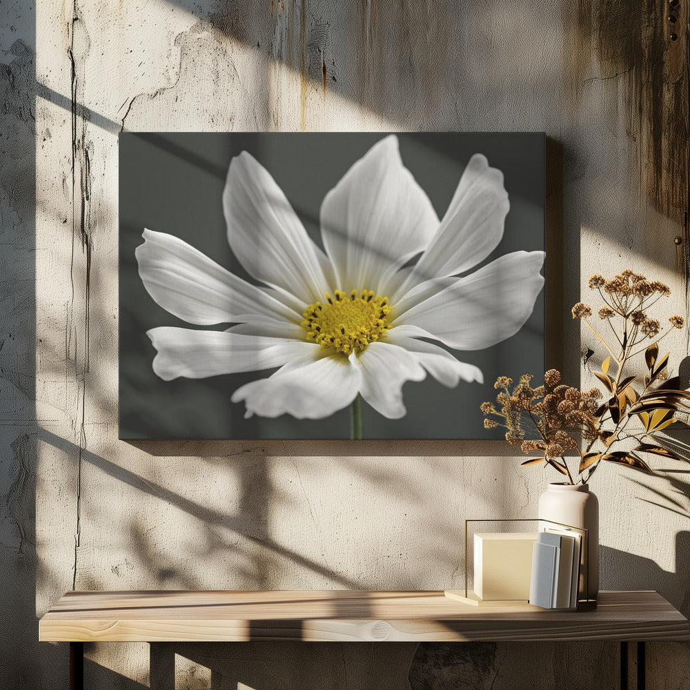 Cosmos Flower by Alyson Fennell | Botanical Wall Art, Large Canvas Wall Art Print | Artsy Earth