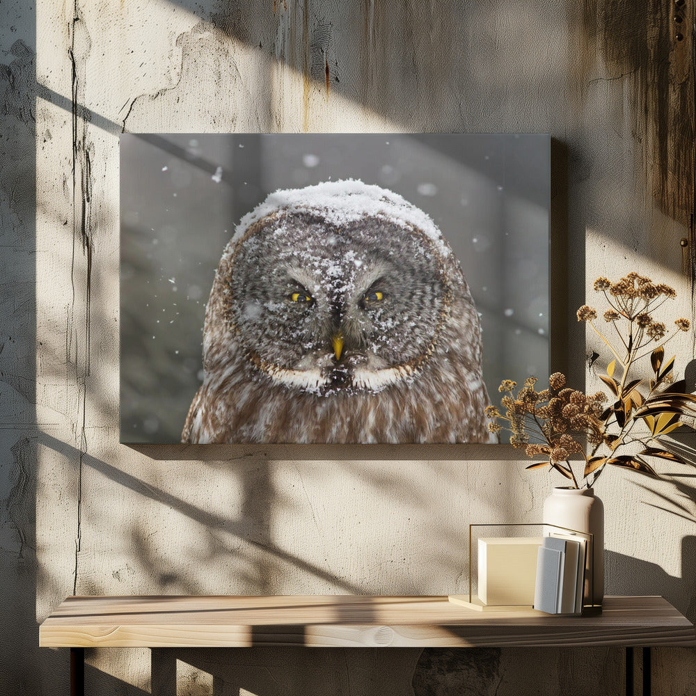 Great Grey Owl Winter Portrait by Mircea Costina | Wildlife Winter Nature, Large Canvas Wall Art Print | Artsy Earth