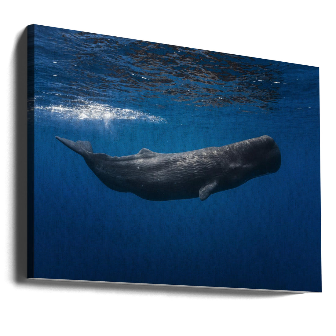 Sperm Whale by Barathieu Gabriel | Ocean Wildlife Giant, Large Canvas Wall Art Print | Artsy Earth