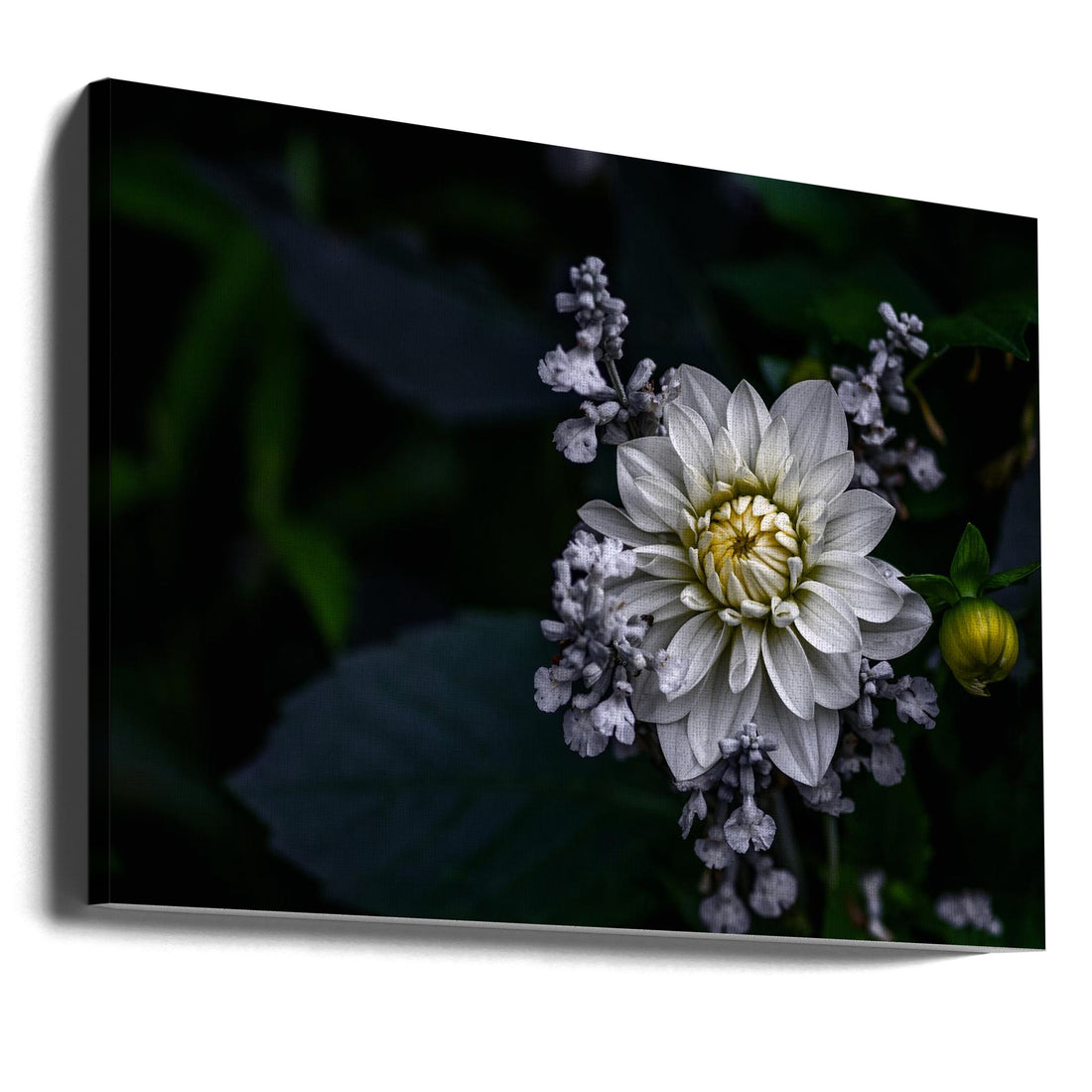 Dahlia flower by Ronny Olsson | White Floral Macro, Large Canvas Wall Art Print | Artsy Earth