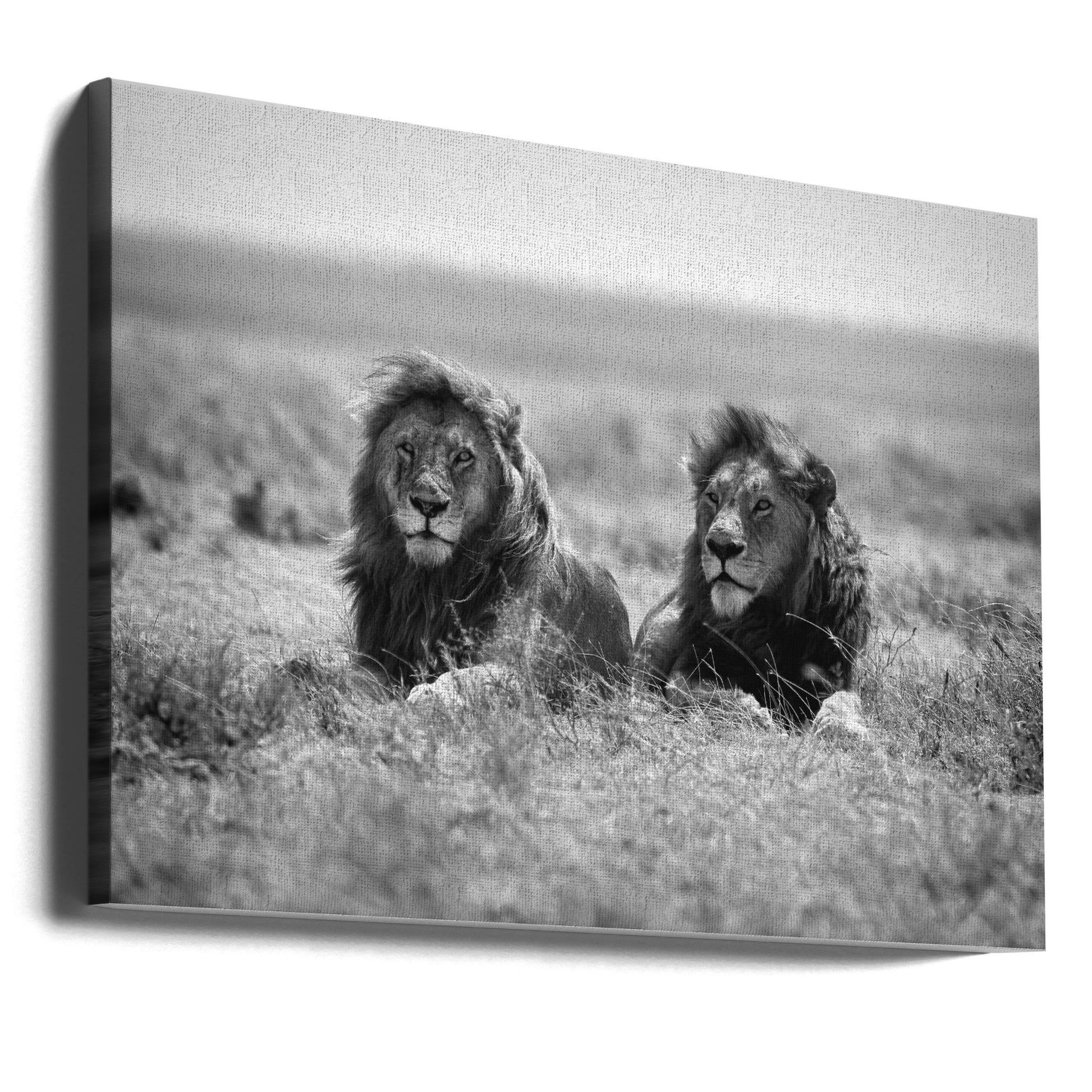 Two Kings by Nicolás Merino | African Lion Wildlife, Large Canvas Wall Art Print | Artsy Earth