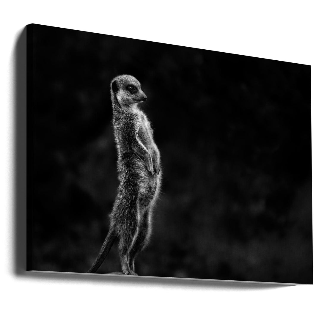 Meerkat Observer by Greetje Van Son | Wildlife Safari Animal, Large Canvas Wall Art Print | Artsy Earth