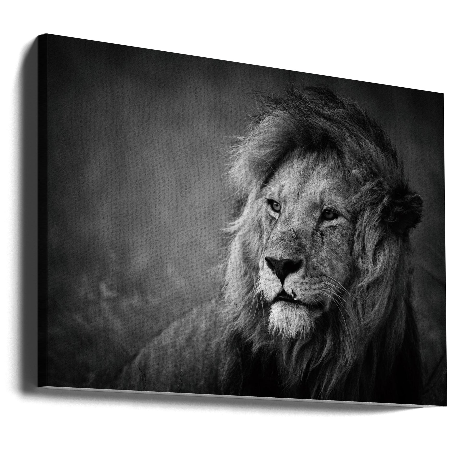 Majestic Lion Portrait by Mohammed Alnaser | Wildlife Safari Nature, Large Canvas Wall Art Print | Artsy Earth