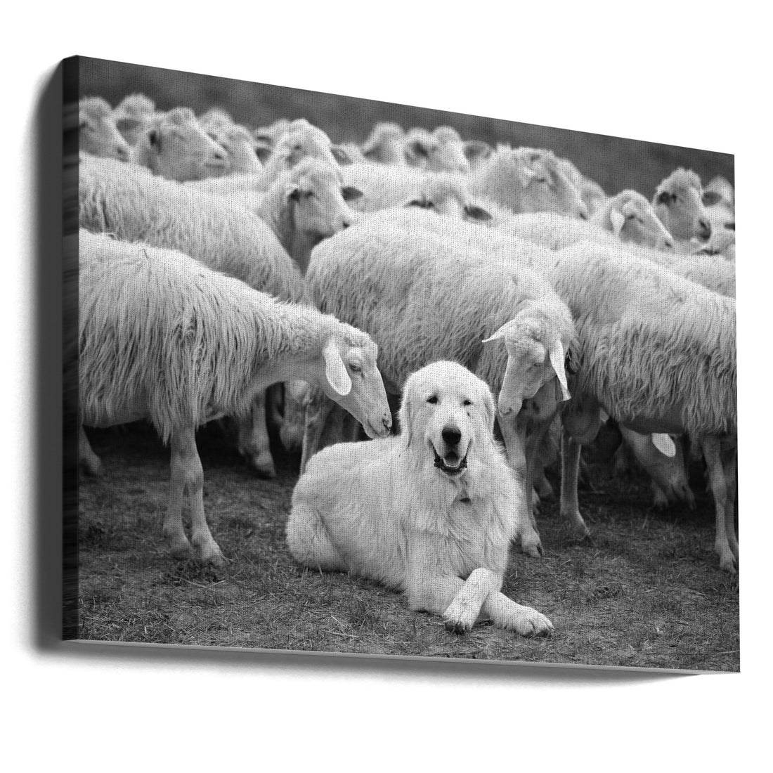 The Boss by Lucian Constantin | Sheep Dog Leader, Large Canvas Wall Art Print | Artsy Earth