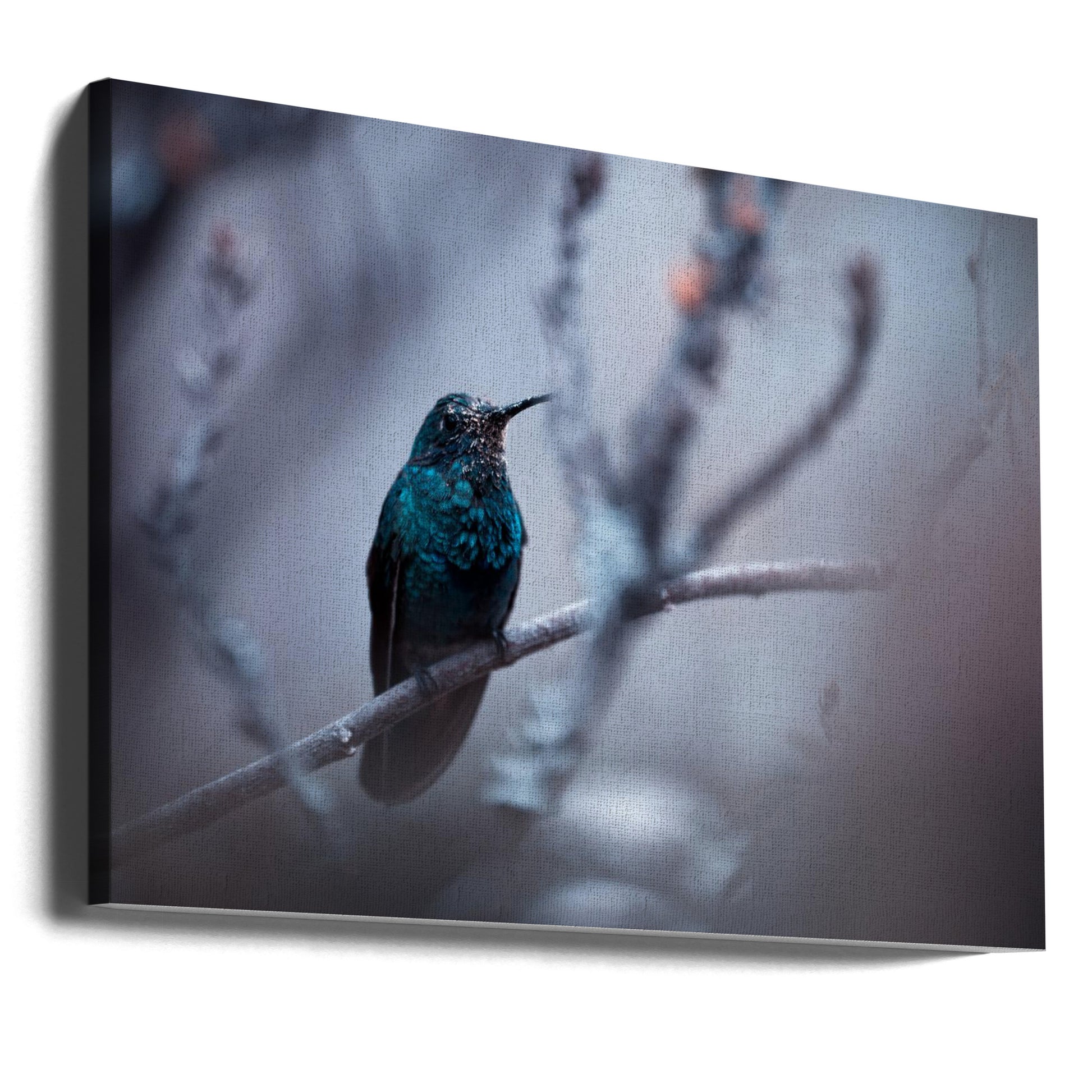 Blue Hummingbird by Fabien Bravin | Wild Nature Bird, Large Canvas Wall Art Print | Artsy Earth