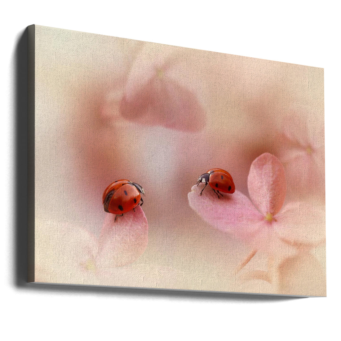 Ladybirds on pink hydrangea by Ellen Van Deelen | Romantic Macro Nature, Large Canvas Wall Art Print | Artsy Earth