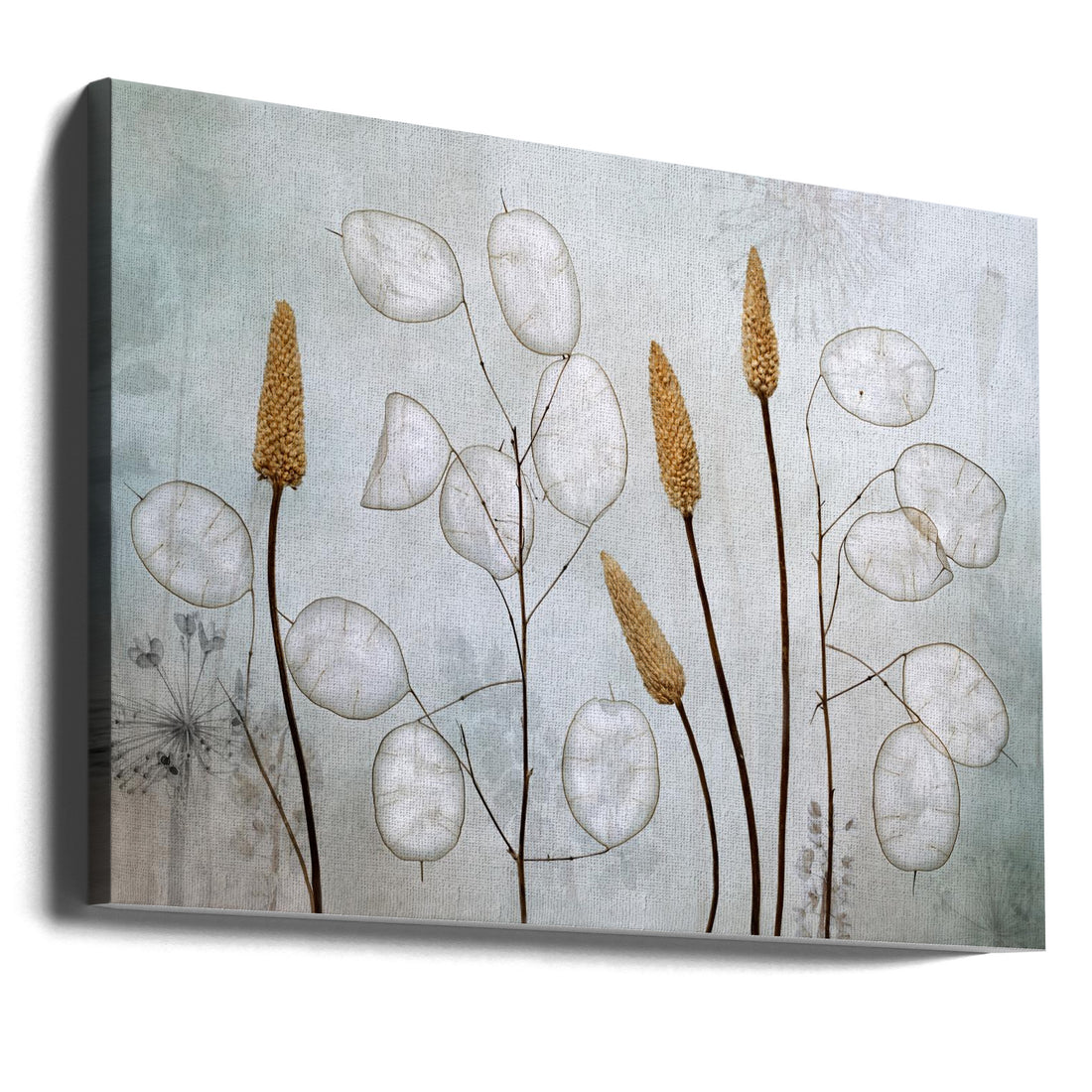 Lunaria Still Life by Mandy Disher | Botanical Flora Macro, Large Canvas Wall Art Print | Artsy Earth