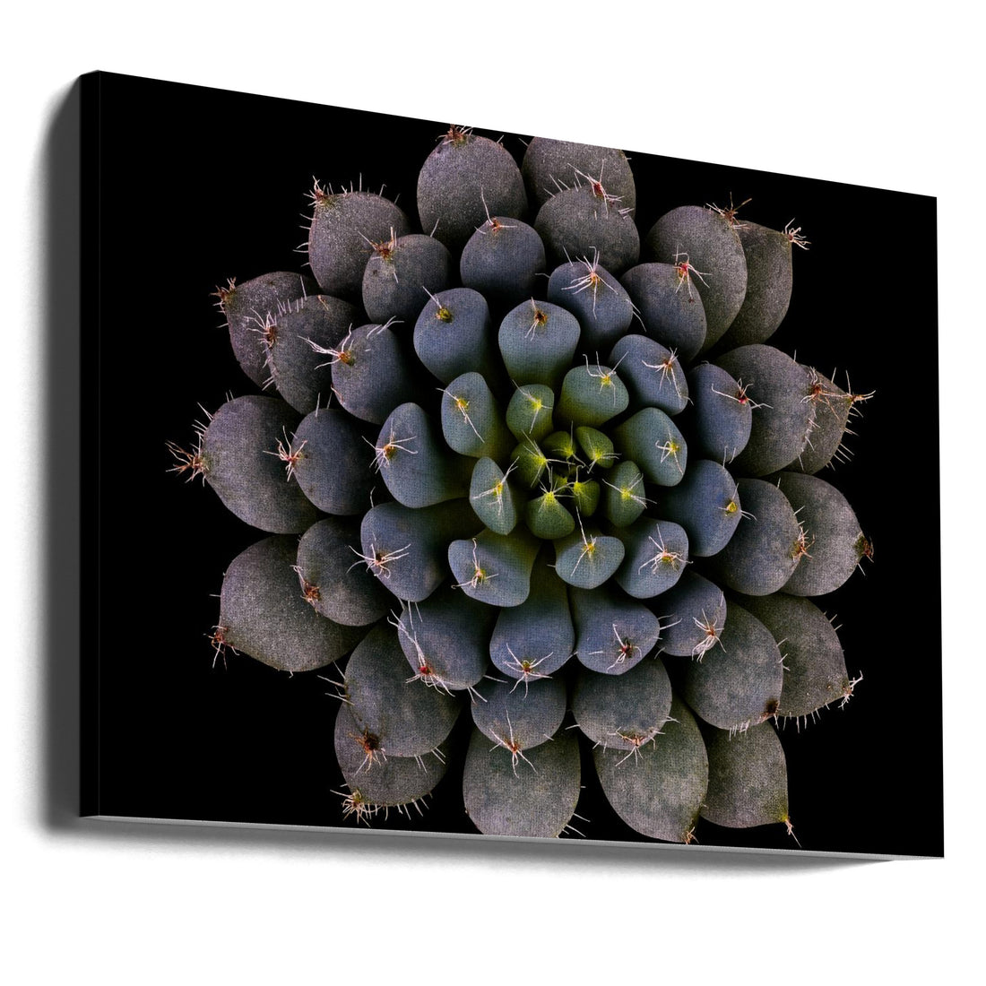 Echeveria Succulent Macro by Victor Mozqueda | Botanical Abstract Pattern, Large Canvas Wall Art Print | Artsy Earth