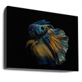 Siamese Fish Art by Andi Halil | Colorful Fighting Fish, Large Canvas Wall Art Print | Artsy Earth