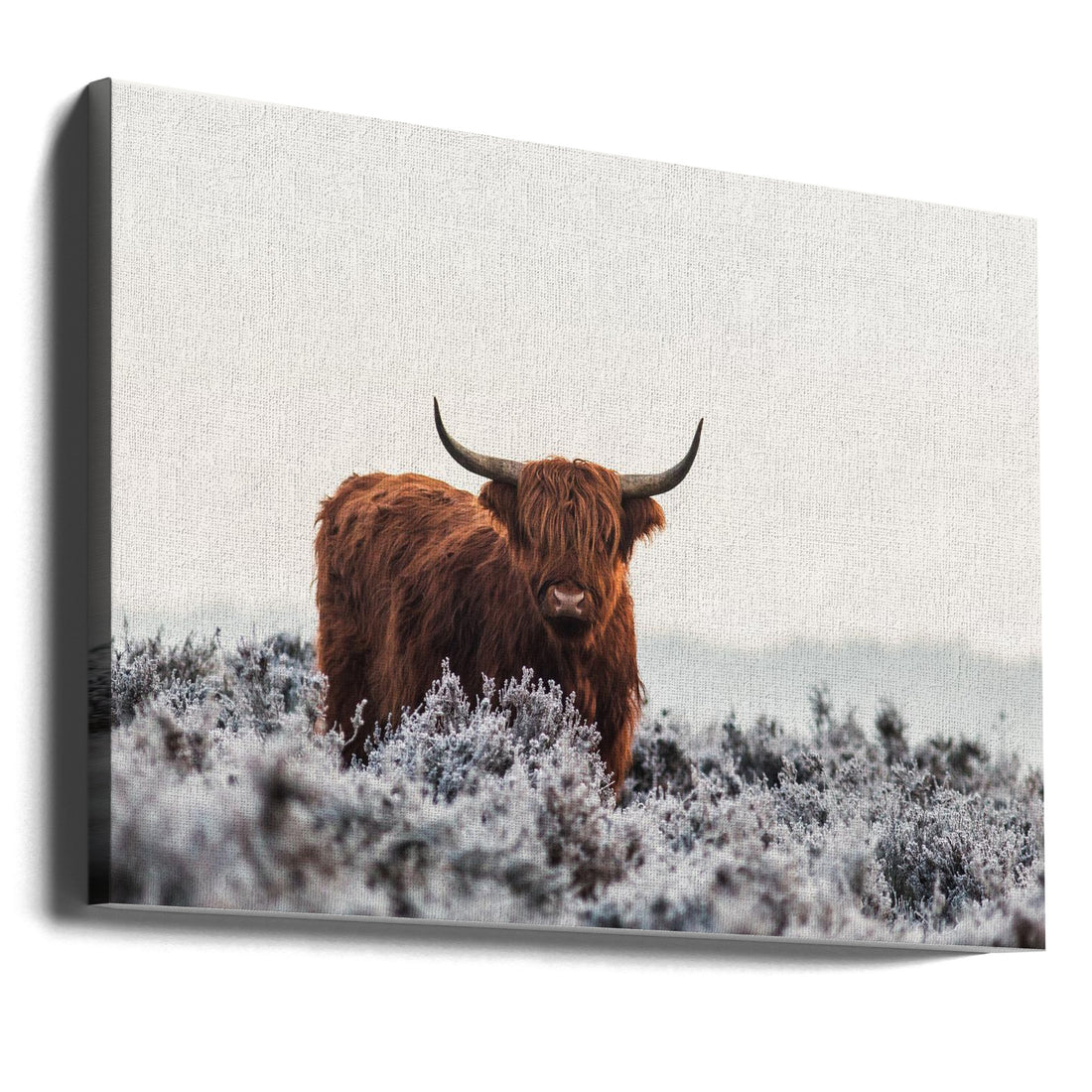 Highland Cow Winter by Jaap Van Den Helm | Furry Cattle Snow, Large Canvas Wall Art Print | Artsy Earth