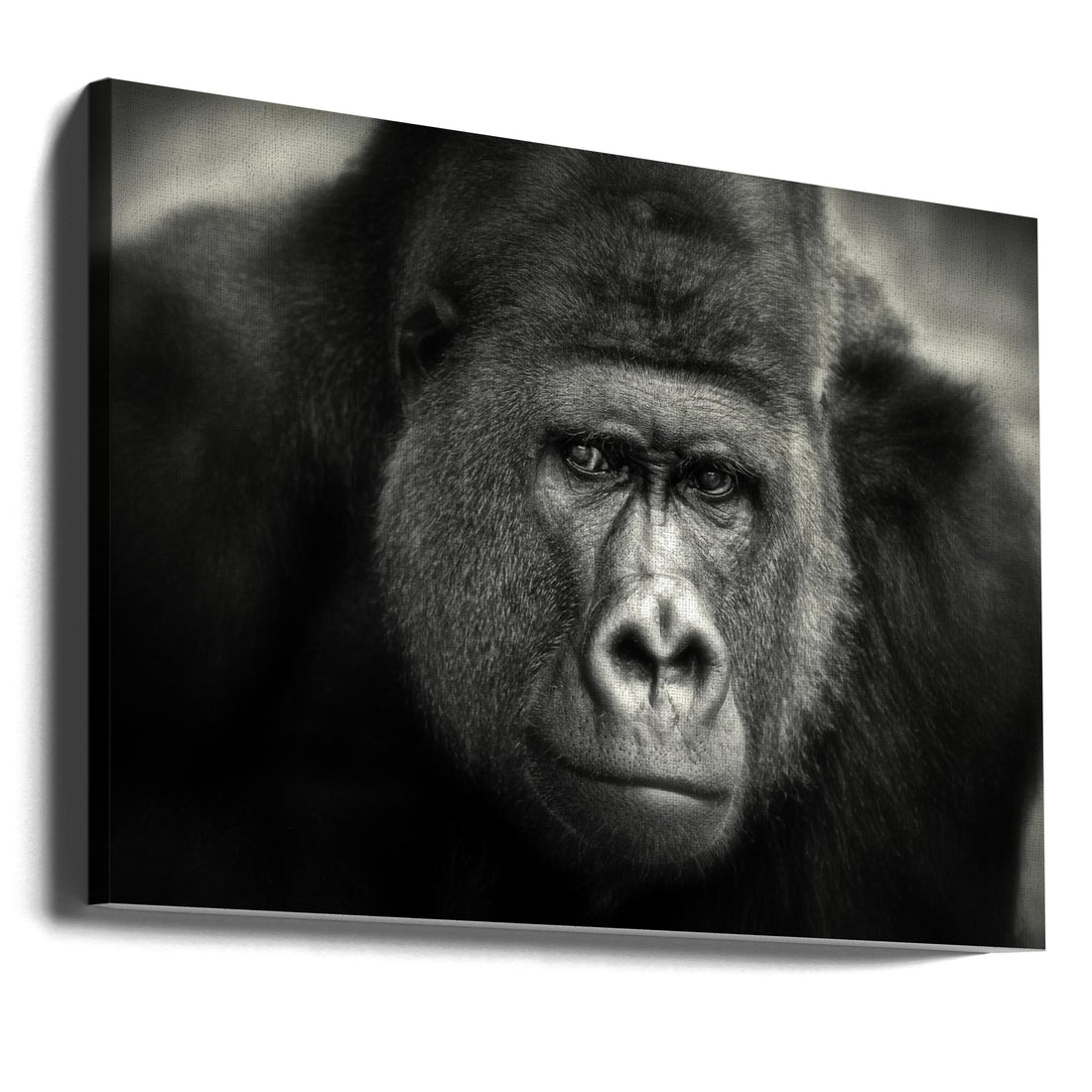 Little Smile by Antje Wenner-braun | Happy Gorilla Portrait, Large Canvas Wall Art Print | Artsy Earth