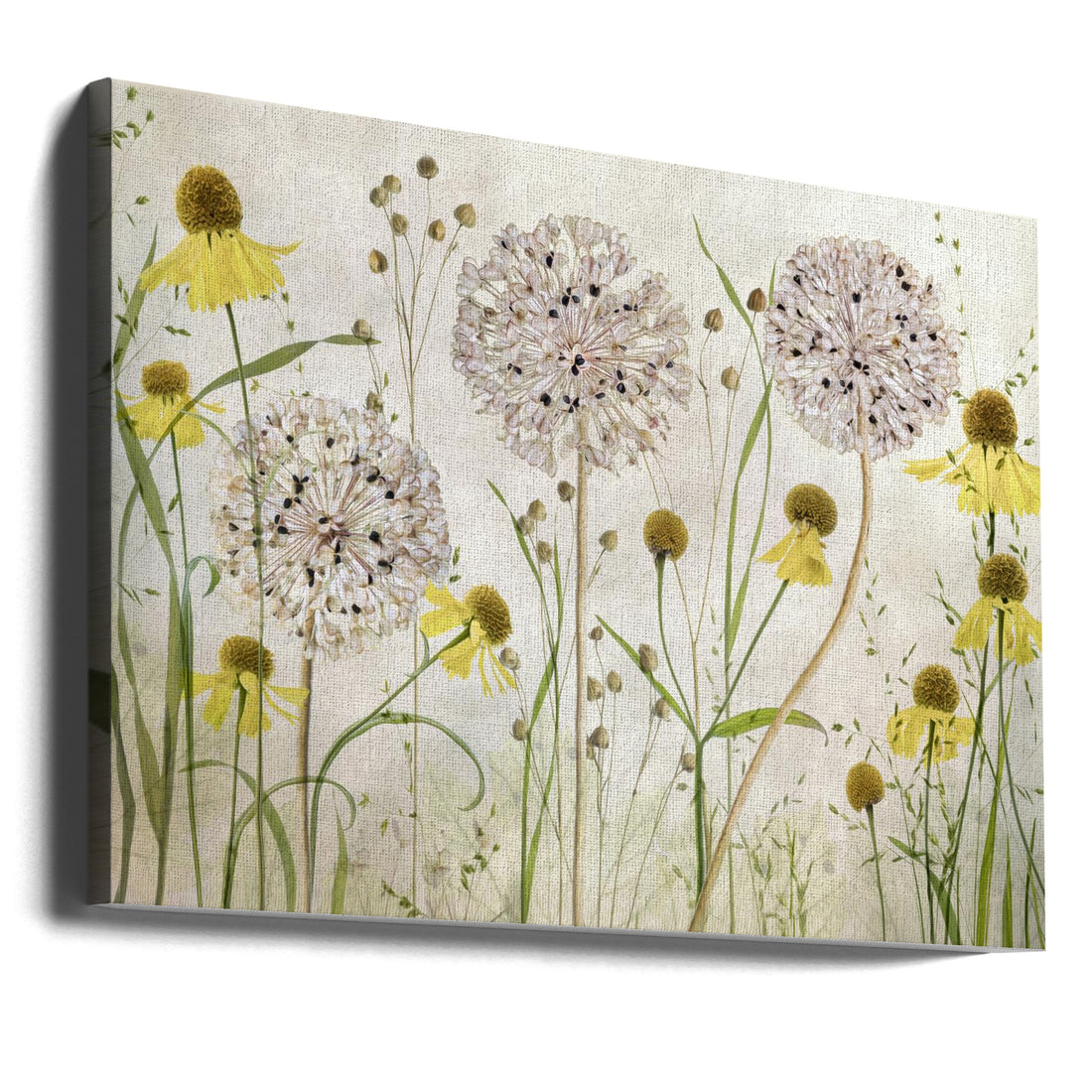 Alliums and Heleniums by Mandy Disher | Summer Garden Flowers, Large Canvas Wall Art Print | Artsy Earth