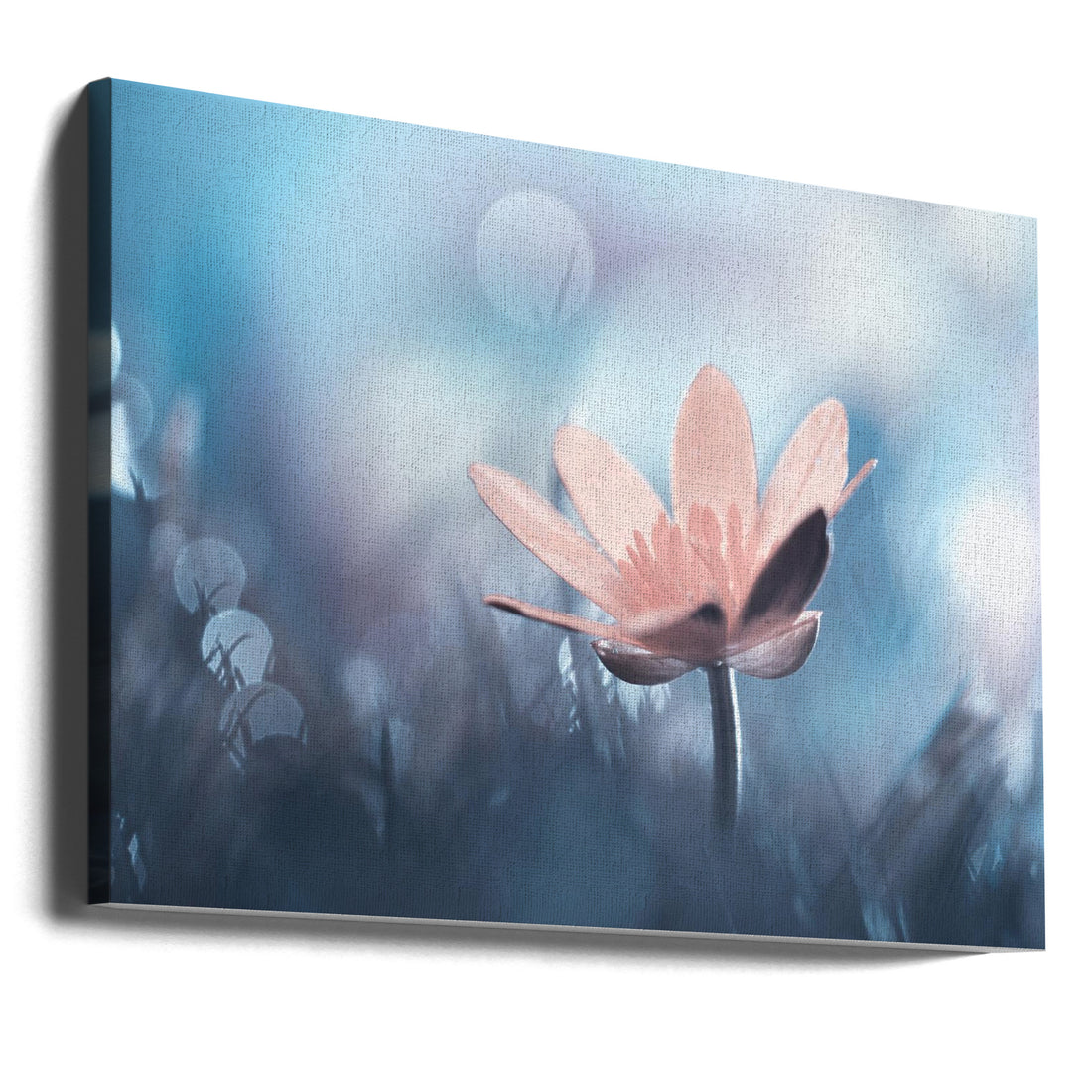 Mellow Mood by Fabien Bravin | Floral Macro Bokeh, Large Canvas Wall Art Print | Artsy Earth