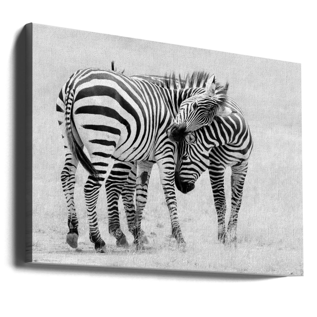 Tender Moment by John Fan | Wildlife Zebra Romance, Large Canvas Wall Art Print | Artsy Earth