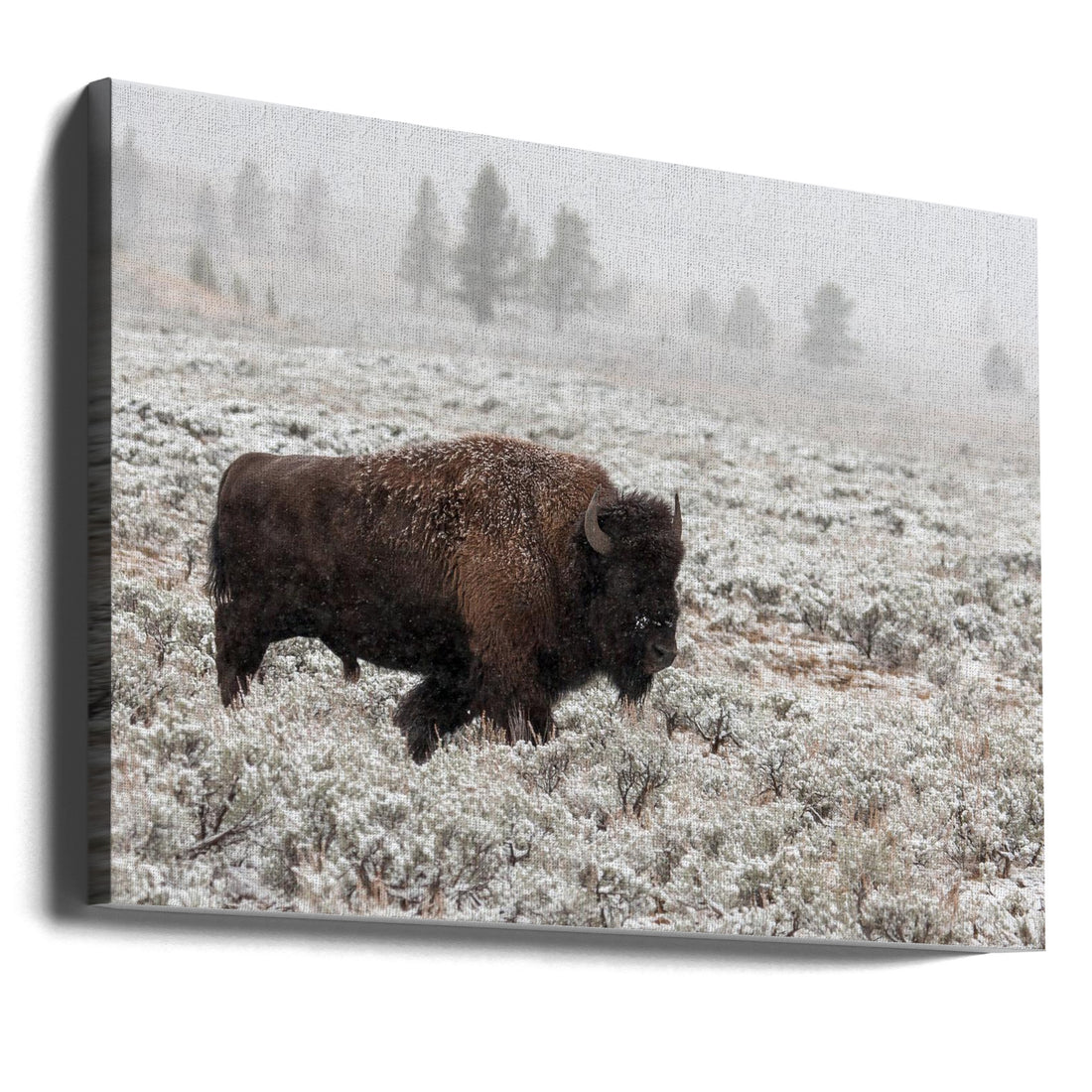 Late Fall Yellowstone by Alfred Forns | Wild Bison Nature, Large Canvas Wall Art Print | Artsy Earth