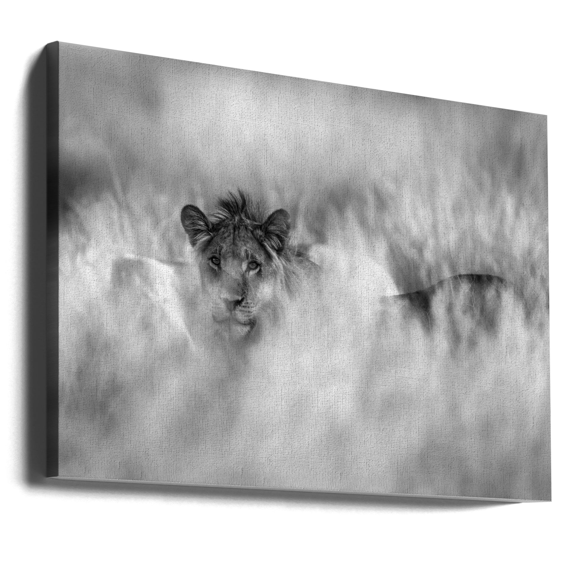 Subtle mane by Jaco Marx | African Lion Wildlife, Large Canvas Wall Art Print | Artsy Earth