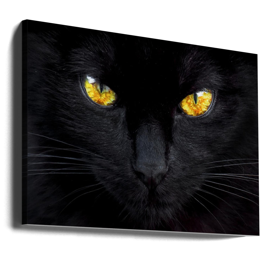 The hypnotist of the night by Ferdinando Valverde | Cat Portrait Close-up, Large Canvas Wall Art Print | Artsy Earth