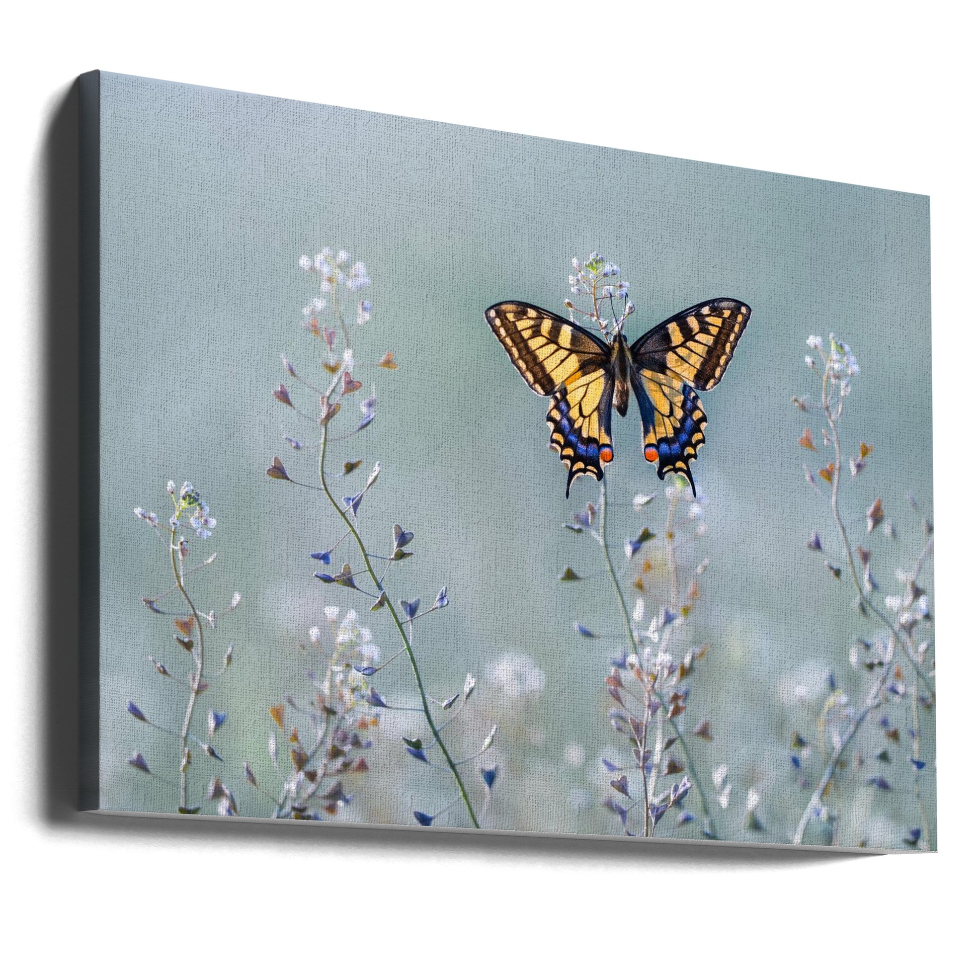 Swallowtail beauty by Petar Sabol | Butterfly Macro Flora, Large Canvas Wall Art Print | Artsy Earth