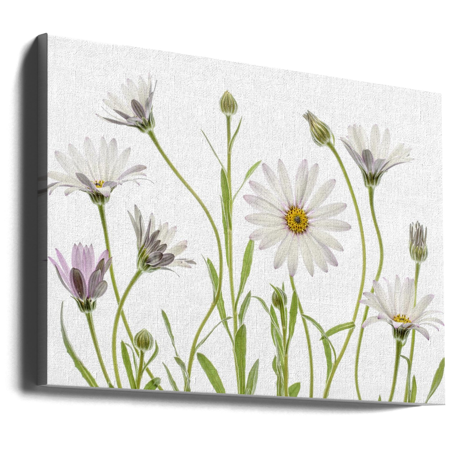 Cape Daisies by Mandy Disher | Botanical Garden Flowers, Large Canvas Wall Art Print | Artsy Earth