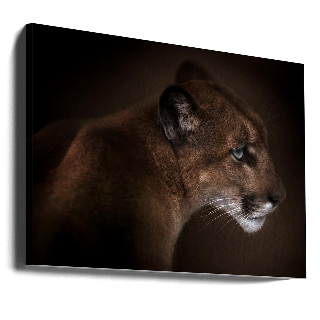 Puma Wild Cat by Doris Reindl | Wild Predator Animal, Large Canvas Wall Art Print | Artsy Earth