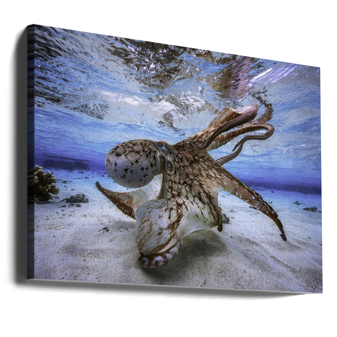 Dancing Octopus by Barathieu Gabriel | Underwater Ocean Wildlife, Large Canvas Wall Art Print | Artsy Earth