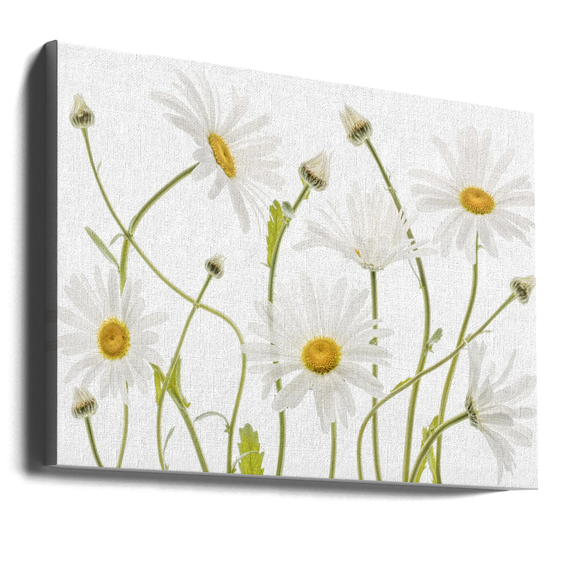 Ox Eye Daisies by Mandy Disher | Floral Nature Beauty, Large Canvas Wall Art Print | Artsy Earth