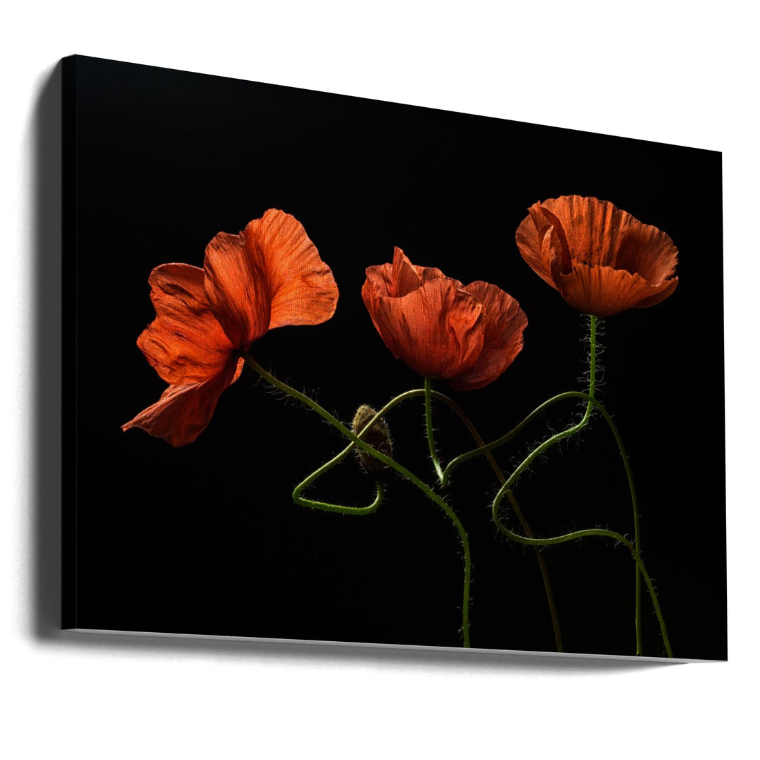 Around Midnight by Lenka | Romantic Backlit Poppies, Large Canvas Wall Art Print | Artsy Earth