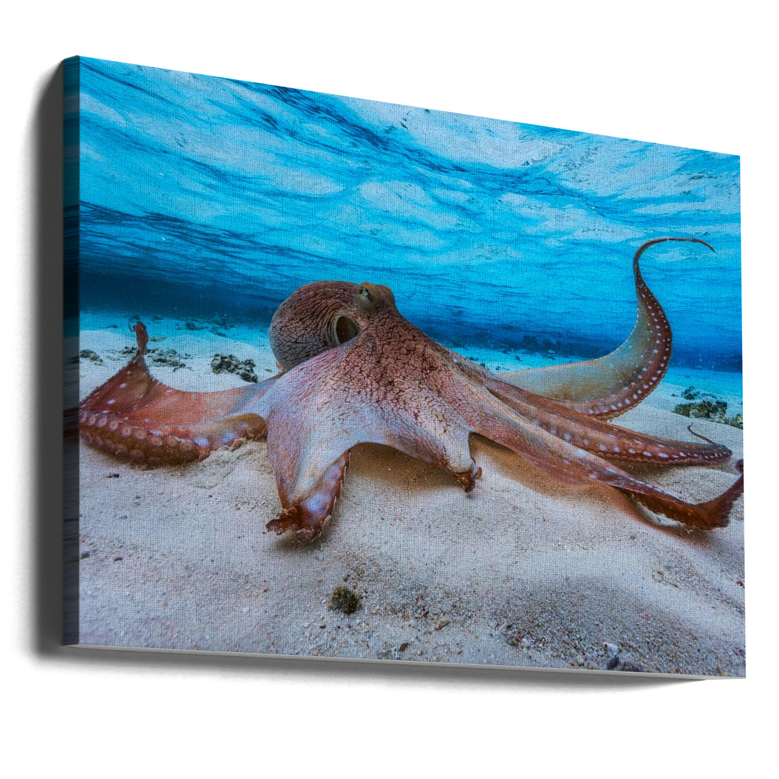 Octopus Seascape by Barathieu Gabriel | Underwater Wildlife Nature, Large Canvas Wall Art Print | Artsy Earth