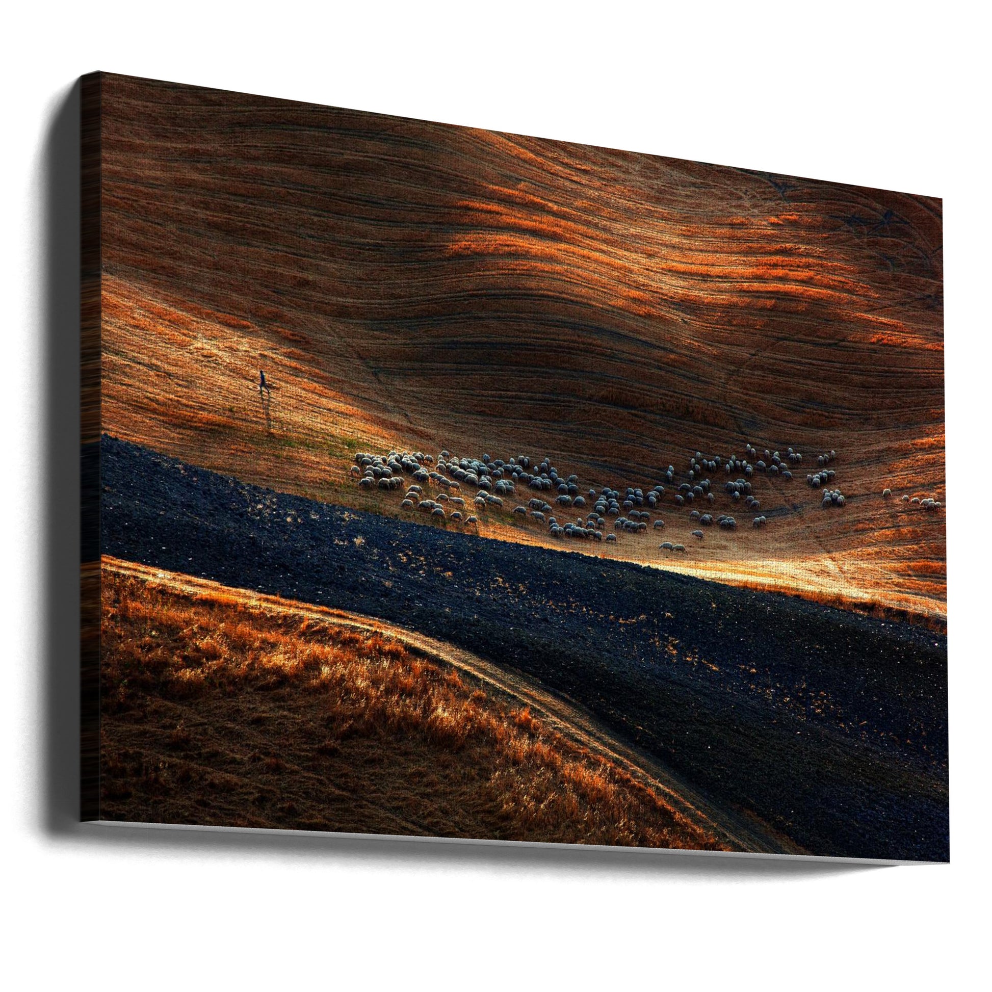 Sheep Pasture by Massimo Della Latta | Rolling Hills Pastoral, Large Canvas Wall Art Print | Artsy Earth