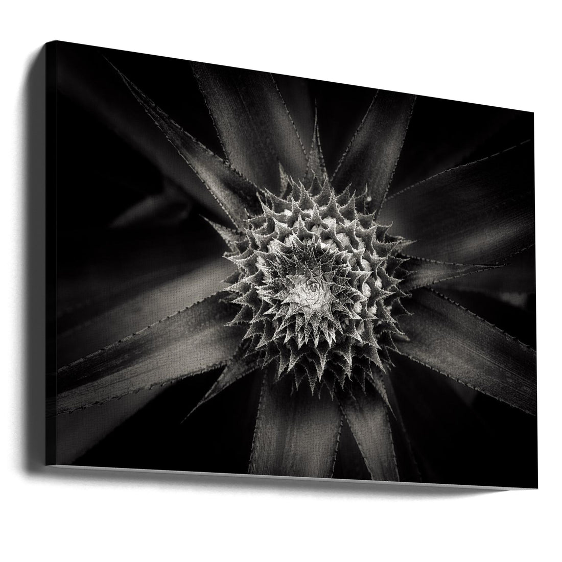 Pineapple Barbs by Joerg Sannwald | Monochrome Botanical Macro, Large Canvas Wall Art Print | Artsy Earth