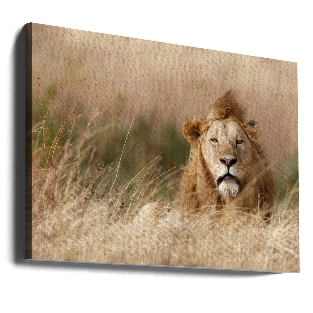 African Lion King by Ali Khataw | Wild Serengeti Lion, Large Canvas Wall Art Print | Artsy Earth