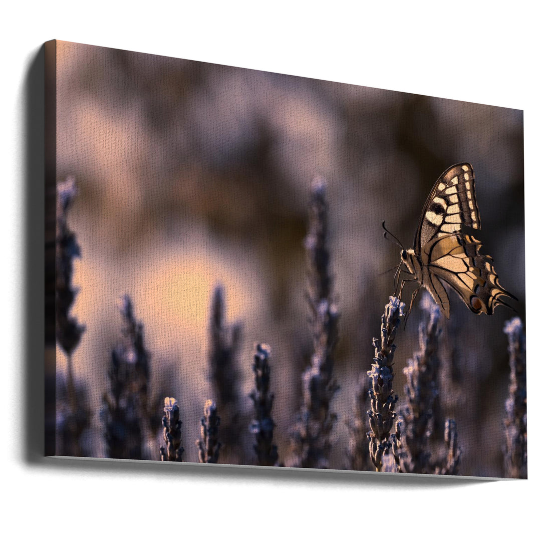 Butterfly on Lavender by Fabien Bravin | Macro Butterfly Botanical, Large Canvas Wall Art Print | Artsy Earth