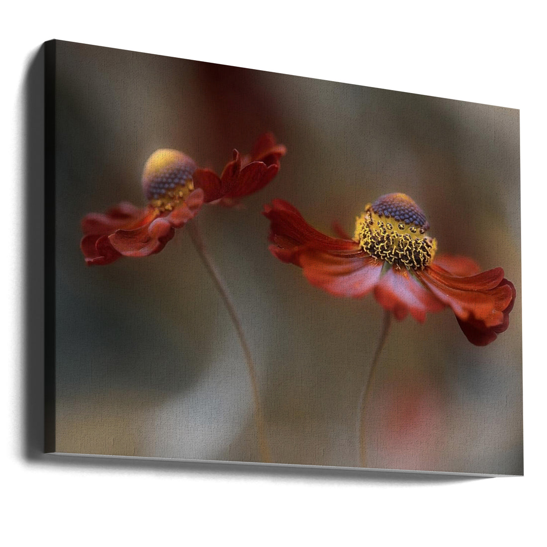 Helenium Dance by Mandy Disher | Summer Floral Beauty, Large Canvas Wall Art Print | Artsy Earth