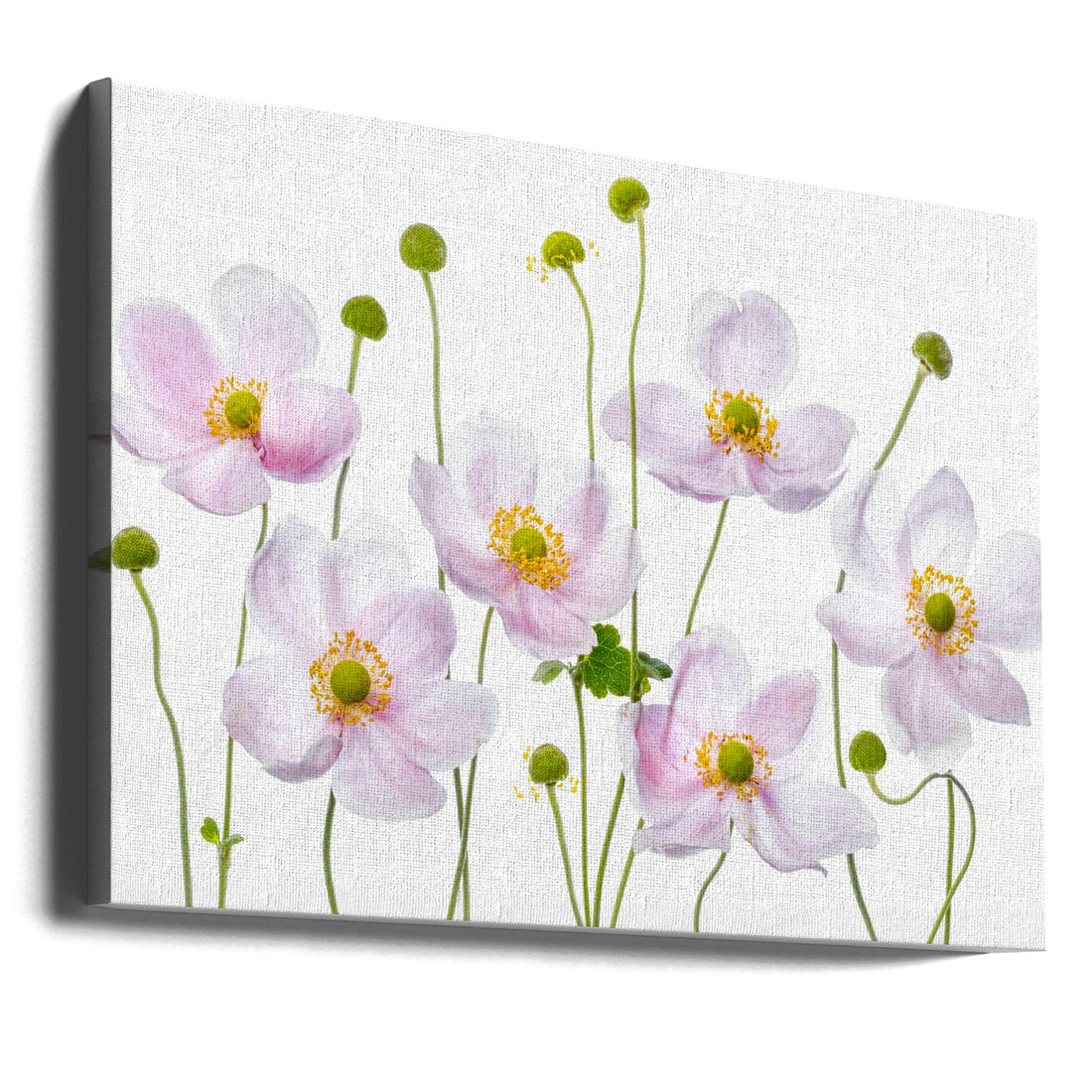 Japanese Anemones by Mandy Disher | Japanese Garden Flowers, Large Canvas Wall Art Print | Artsy Earth