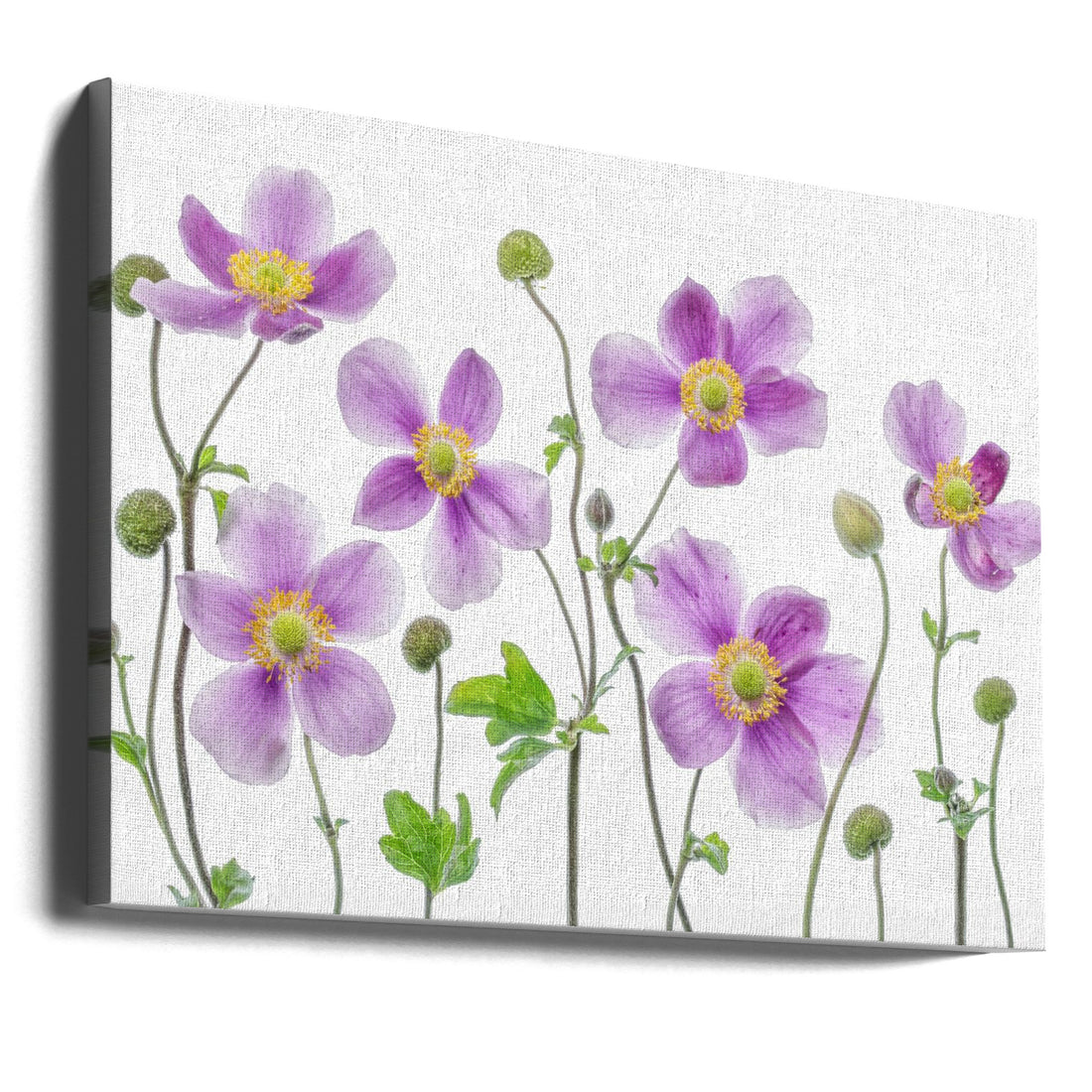 Japanese Anemone by Mandy Disher | Purple Garden Flower, Large Canvas Wall Art Print | Artsy Earth