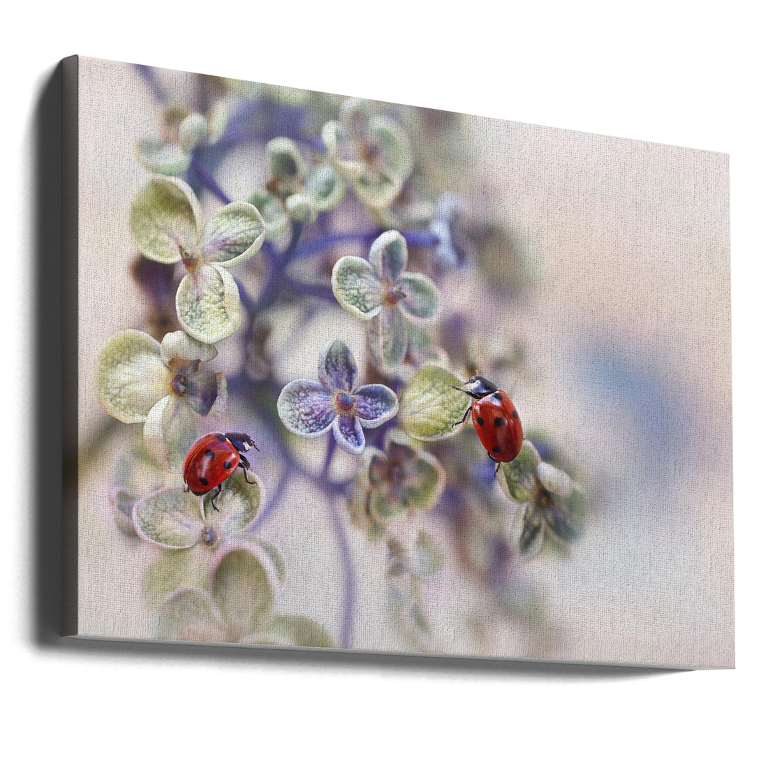 Fragile Ladybug by Ellen Van Deelen | Macro Nature Close-up, Large Canvas Wall Art Print | Artsy Earth