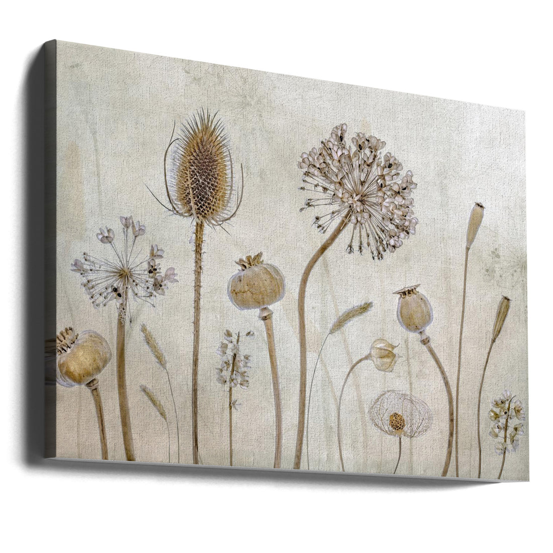 Growing Old by Mandy Disher | Dried Botanical Flora, Large Canvas Wall Art Print | Artsy Earth