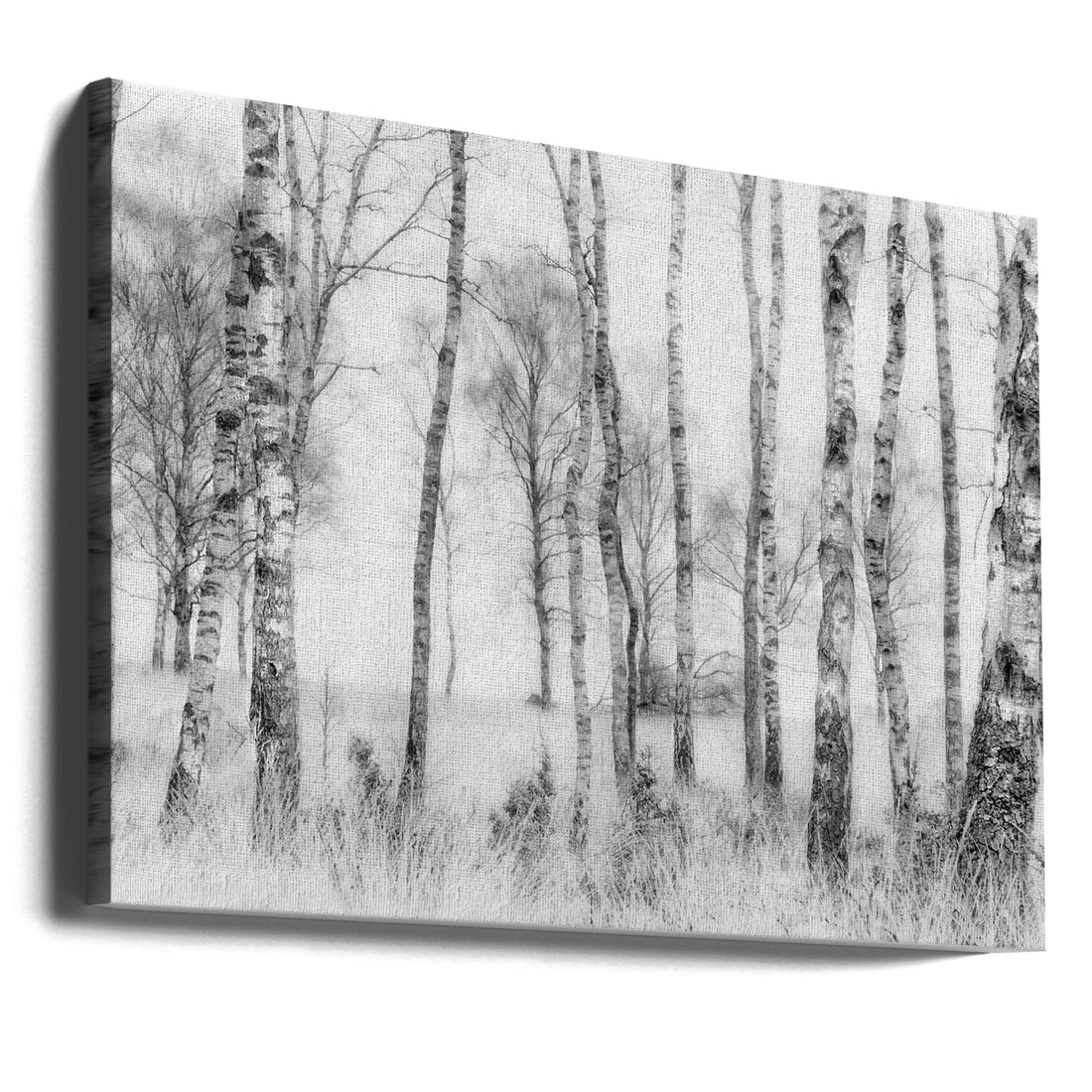 Black and White by Nel Talen | Misty Birch Forest, Large Canvas Wall Art Print | Artsy Earth