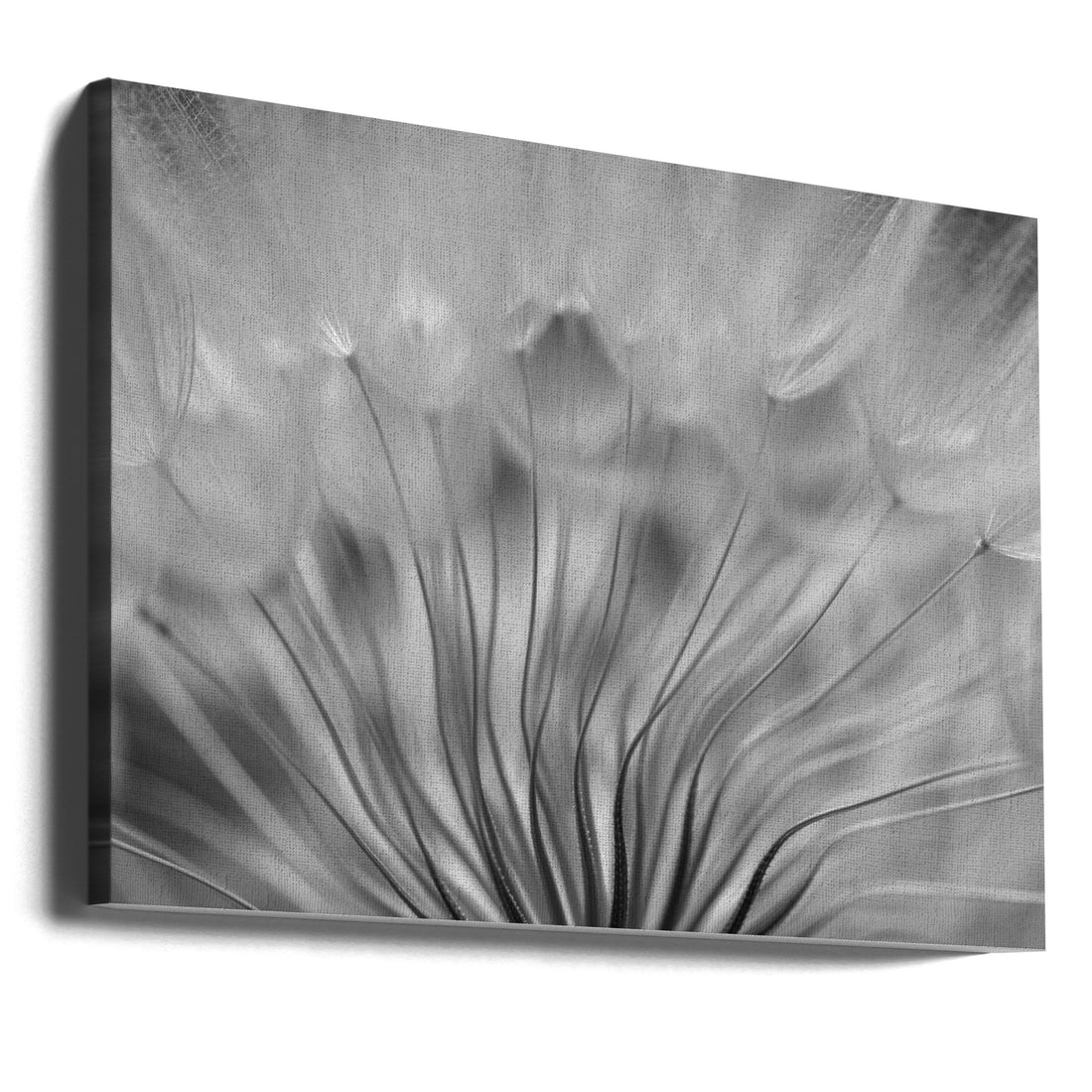 Dandelion Dream by Keren Or | Abstract Botanical Macro, Large Canvas Wall Art Print | Artsy Earth