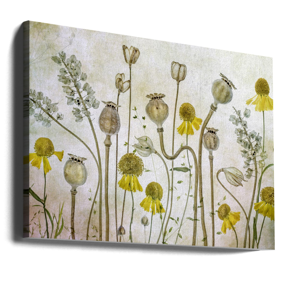 Poppies and Helenium by Mandy Disher | Botanical Floral Illustration, Large Canvas Wall Art Print | Artsy Earth