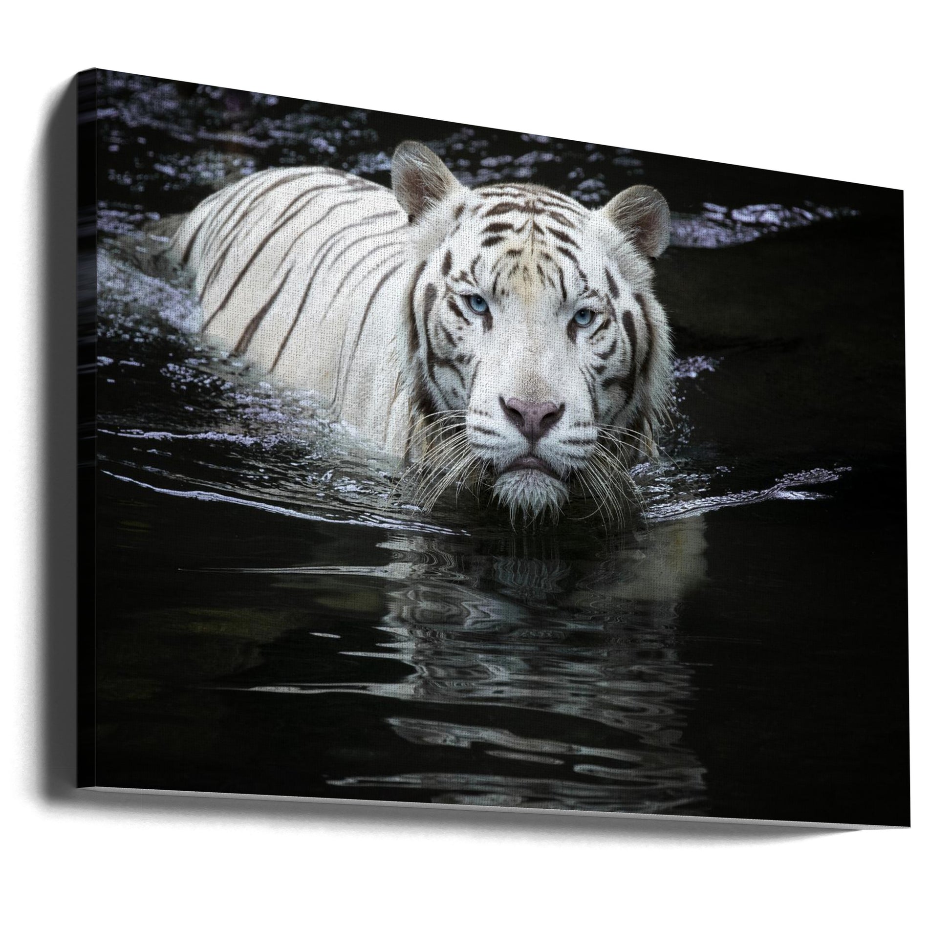 Looking at Me Looking at You by Renee Doyle | White Tiger Swimming, Large Canvas Wall Art Print | Artsy Earth