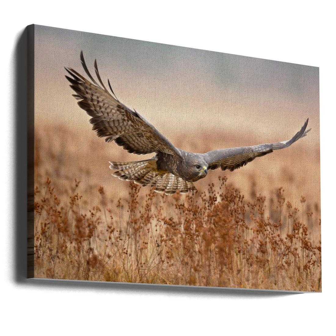 Common Buzzard by Milan Zygmunt | Wild Bird Hunting, Large Canvas Wall Art Print | Artsy Earth