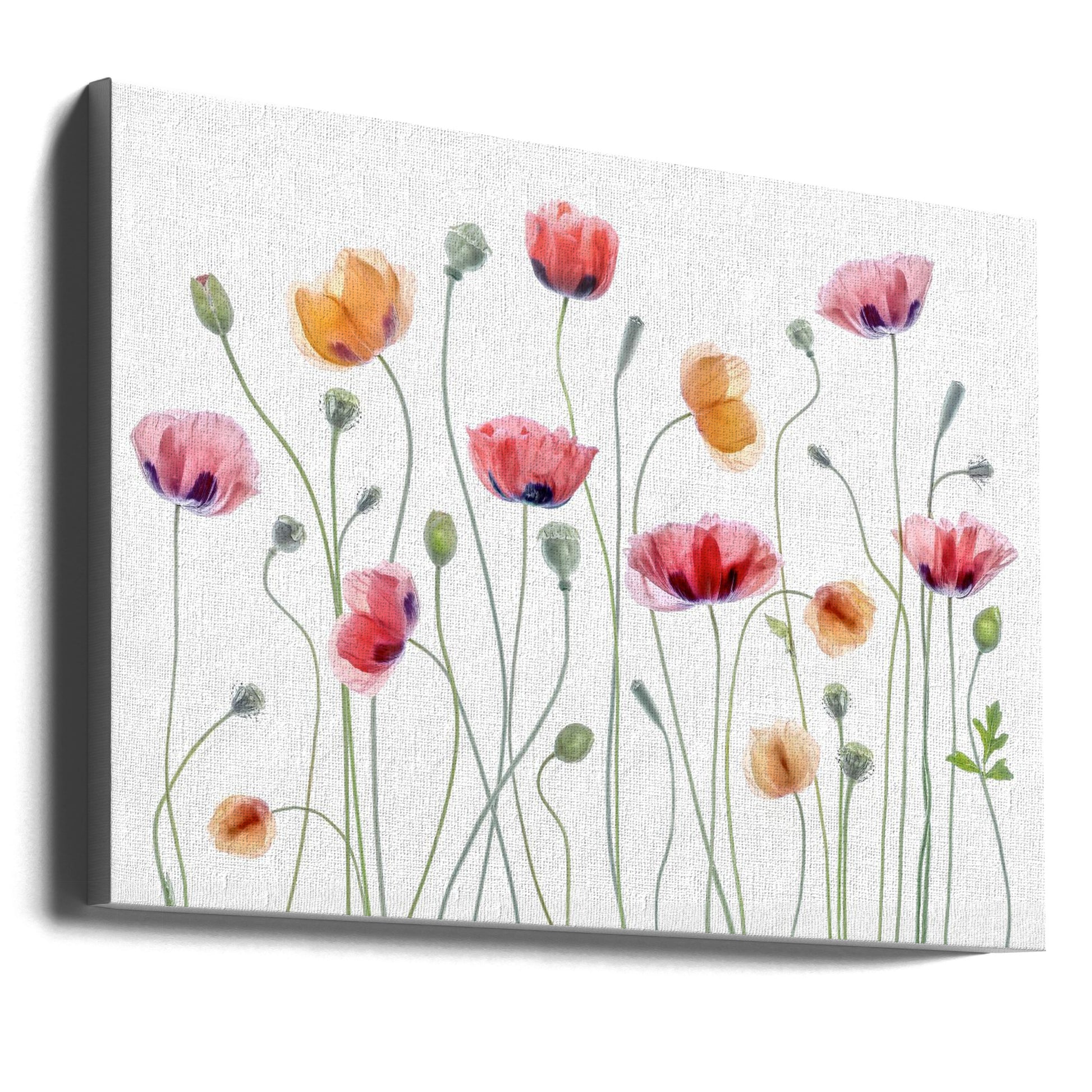 Papaver Party by Mandy Disher | Botanical Garden Poppies, Large Canvas Wall Art Print | Artsy Earth