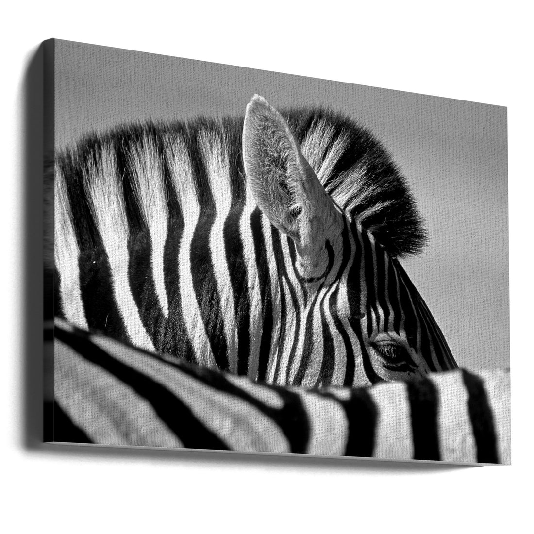 Curious Zebra by Marc Pelissier | African Wildlife Safari, Large Canvas Wall Art Print | Artsy Earth