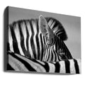 Curious Zebra by Marc Pelissier | African Wildlife Safari, Large Canvas Wall Art Print | Artsy Earth