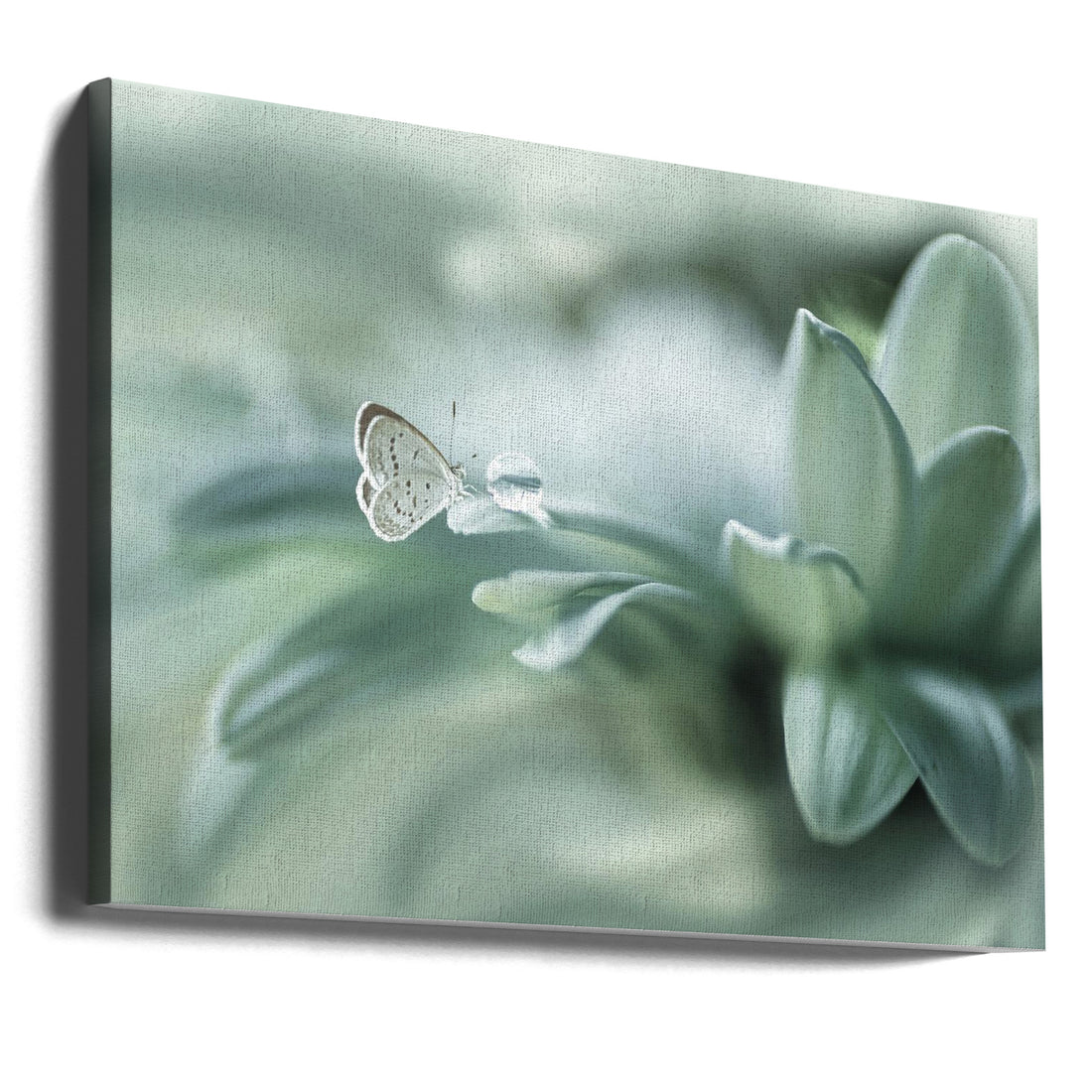 Pastel Butterfly Drop by Arief Setiawan | Macro Water Droplet, Large Canvas Wall Art Print | Artsy Earth